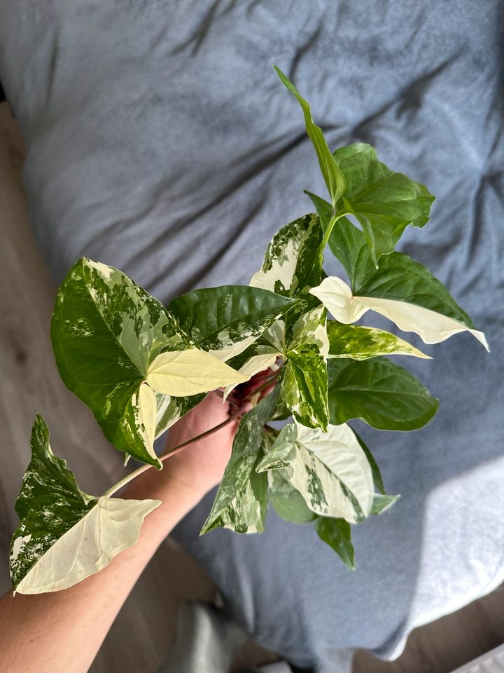 Syngonium Albo variegata in Berlin