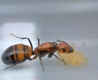 Camponotus nicobarensis Königinnen und Ameisenkolonien Baden-Württemberg - Freiberg am Neckar Vorschau