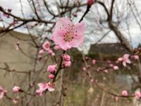 Pfirsichbaum Brandenburg - Fürstenwalde (Spree) Vorschau