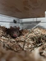 Goldhamster abzugeben Nordrhein-Westfalen - Delbrück Vorschau