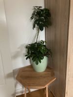 Schefflera Zimmerpflanze ca 50 cm hoch Baden-Württemberg - Karlsruhe Vorschau