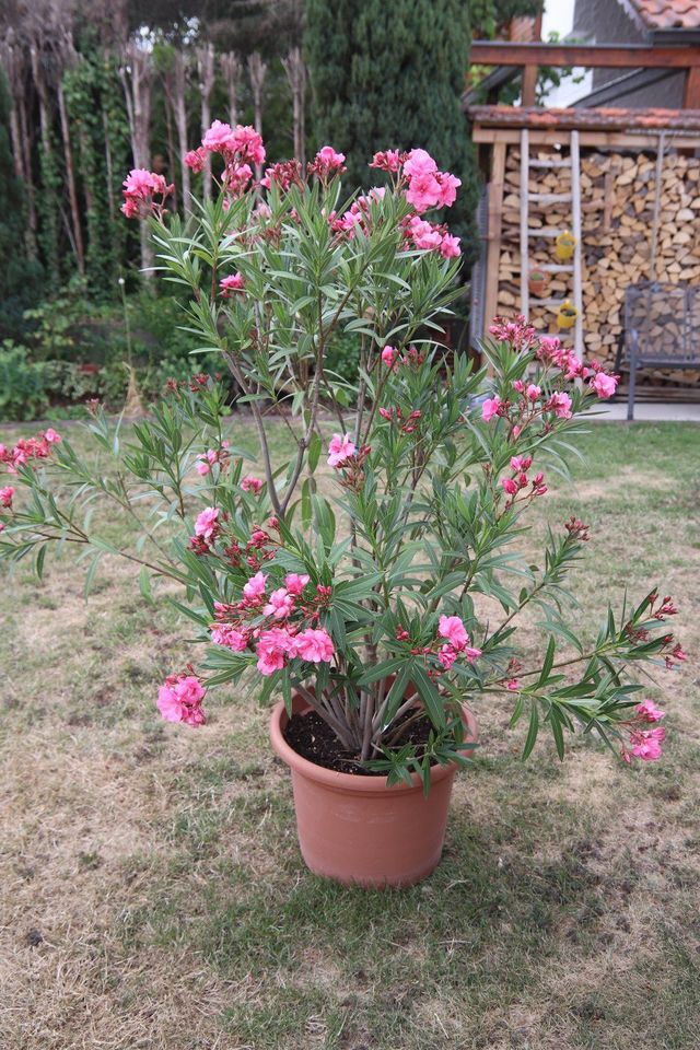 Topf Topfpflanze Garten großer Oleander in Berglen