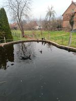 Warzenenten Flugenten Niedersachsen - Vienenburg Vorschau