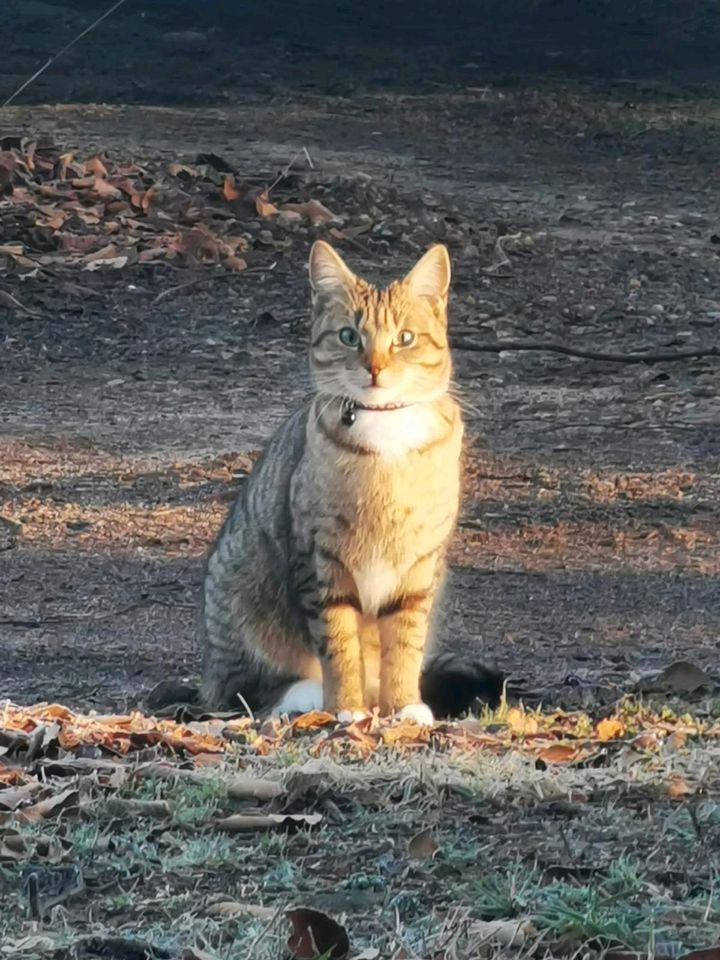 Katze Mazie in 21220 Maschen vermisst in Seevetal