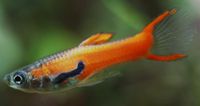 Red Scarlett Guppys, Poecilia wingei Bayern - Straubing Vorschau