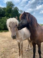 Pflegebeteiligung Pferd Pony Nordrhein-Westfalen - Bottrop Vorschau