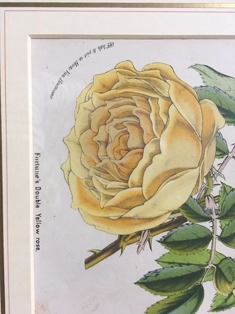 Yellow Rose Original coloured Lithograph Louis van Houtte in Hamburg