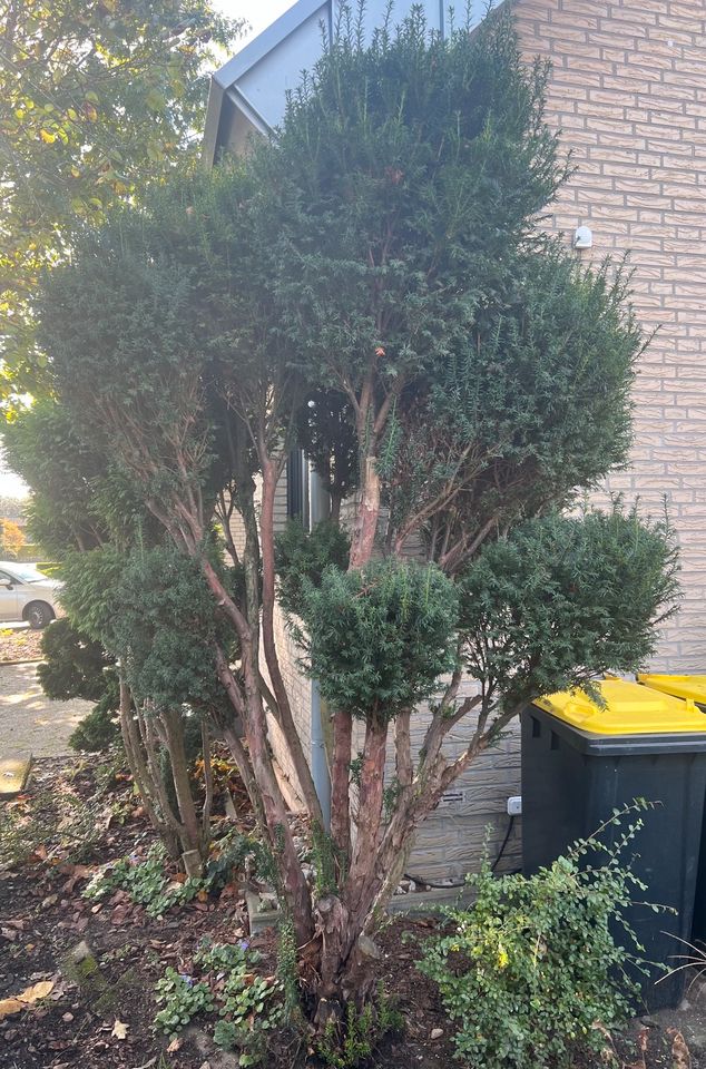 Bonsai Eibe Taxus baccata Bäumchen Baum Formschnitt immergrün in Wegberg