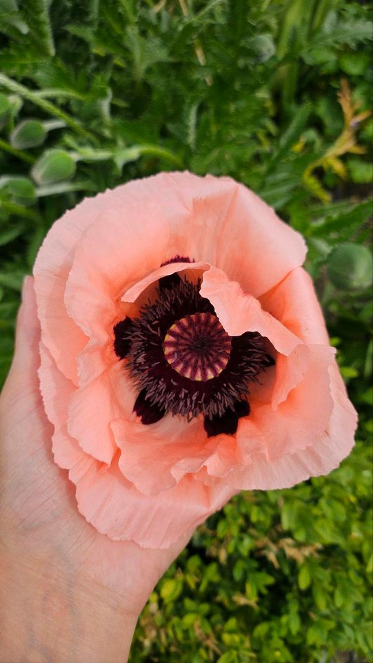 Mohnblume Samen Mohnsamen rosa Orientalischer Mohn in Oelsnitz / Vogtland