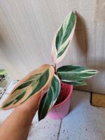 Calathea Baby Pflanzen Hessen - Schlüchtern Vorschau