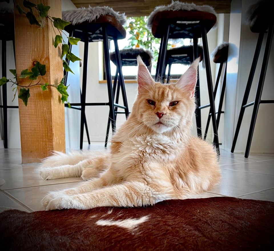 Maine Coon Katze mit Stammbaum weiblich in Konstanz