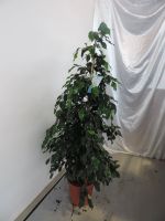 Birkenfeige Ficus benjamina 100 cm Zimmerpflanze Nordrhein-Westfalen - Simmerath Vorschau