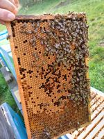 Bienenvölker zu verkaufen Nordrhein-Westfalen - Gummersbach Vorschau