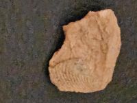Antik Bandkeramik Ton Scherbe mit deutlichem Fingerabdruck Selten Hessen - Bad Camberg Vorschau