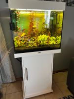 Aquarium Juwel Cube 120l viel Zubehör Rheinland-Pfalz - Sehlem Vorschau