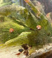 Ab 8 Cent- Posthornschnecken Planorbarius corneus braun Aquarium Dresden - Neustadt Vorschau