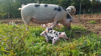 Tragende Sau, Jungsau Bunte Bentheimer Schweine aus Herdbuchzucht Rheinland-Pfalz - Neu-Bamberg Vorschau