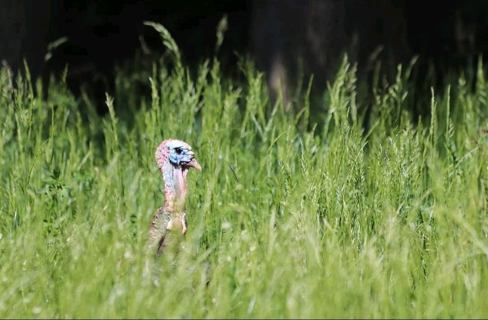 BRUTEIER Amerikanische Wildpute! in Schwaara