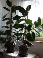 2 x Gummibaum als Deko-Pflanze 1x125cm und 1x140cm groß Brandenburg - Kremmen Vorschau