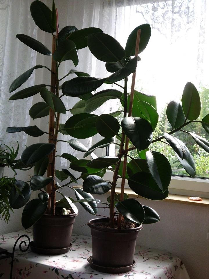 2 x Gummibaum als Deko-Pflanze 1x125cm und 1x140cm groß in Kremmen