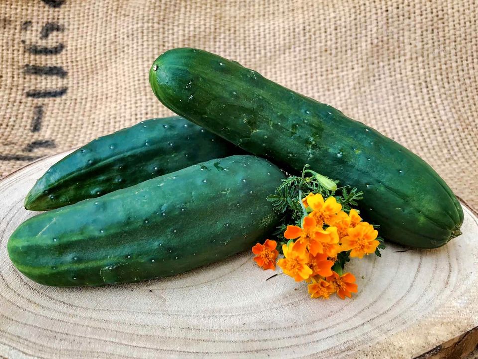 Freilandgurke Moneta knackig 25-30 cm lange Früchte 10 Samen in Waigolshausen