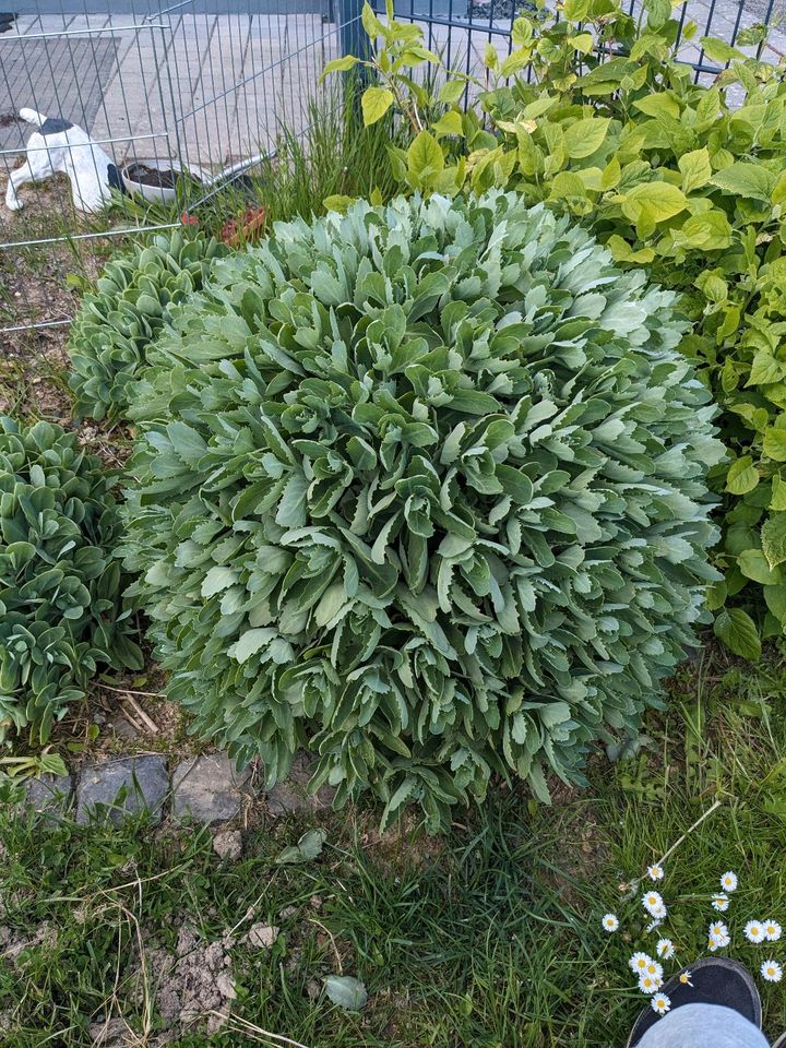 Große Fette Henne in Dietzhölztal