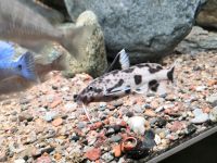 Synodontis polli white Nordwestmecklenburg - Landkreis - Herrnburg Vorschau