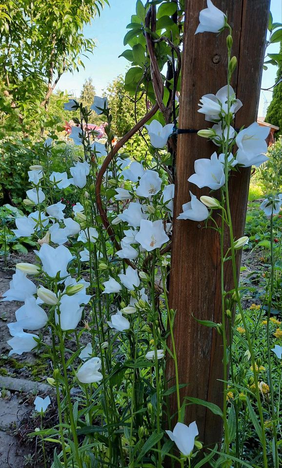 Stauden Glockenblume weiß blühend in BadenWürttemberg Lauda