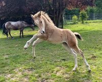 Appaloosa Hengst 3/2024 buckskin Nordrhein-Westfalen - Preußisch Oldendorf Vorschau