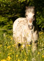 Pflegebeteiligung an treuem Shetty Hessen - Reiskirchen Vorschau