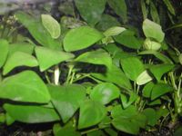 Anubias barteri Niedersachsen - Lengede Vorschau