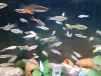 Endler Guppy Zuchtformen- Mix (Poecillia wingei) 1,50€ Hessen - Bad Endbach Vorschau