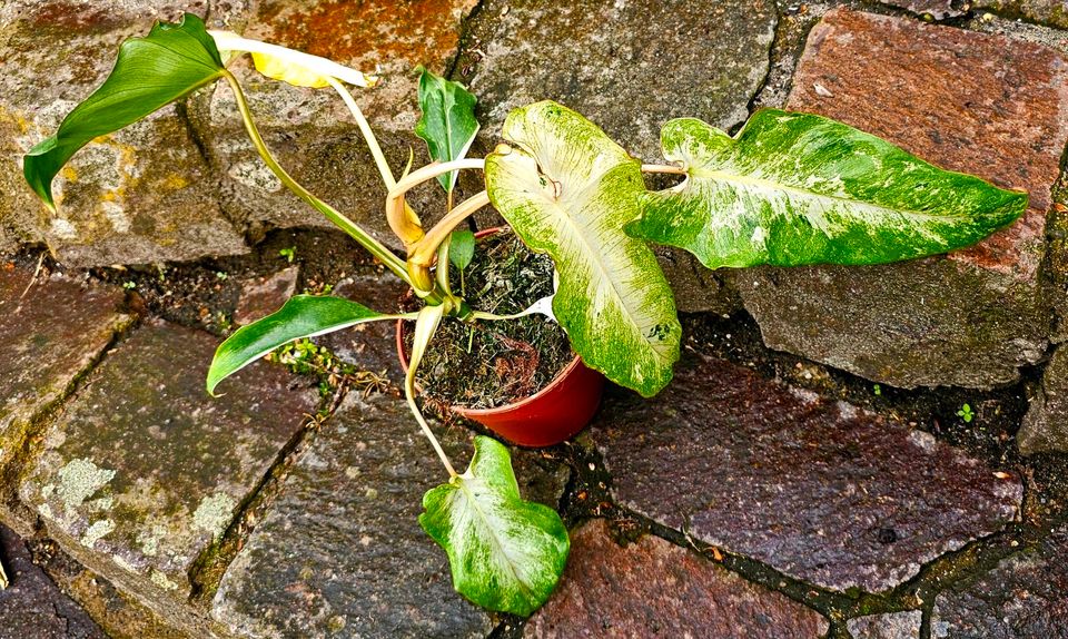 Philodendron Paraiso Verde Variegata - M33 in Obertshausen