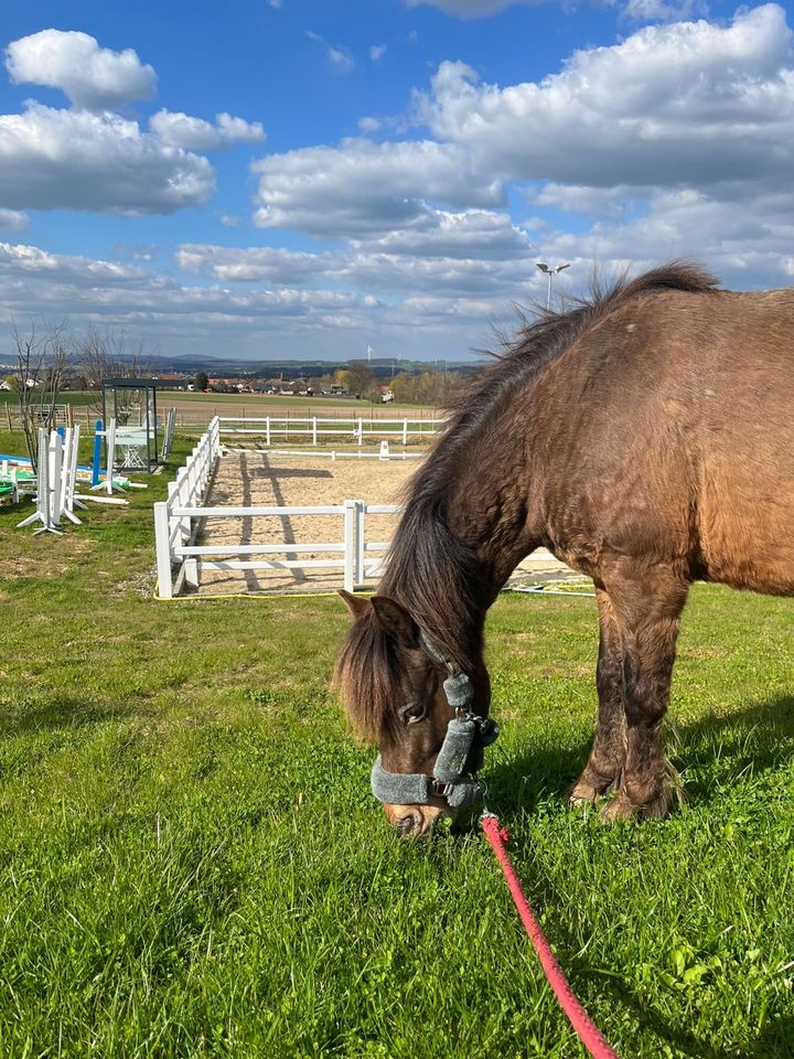 Pony zum weiter Ausbilden - Stute 120cm, 9j in Lohfelden