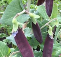 Erbse "Blauwschokker" Samen -Zuckerschoten - Bio Niedersachsen - Wustrow (Wendland) Vorschau