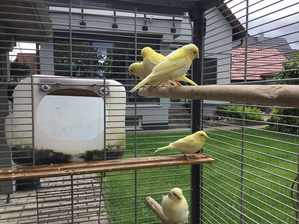 Kanarienvögel in Sulzheim