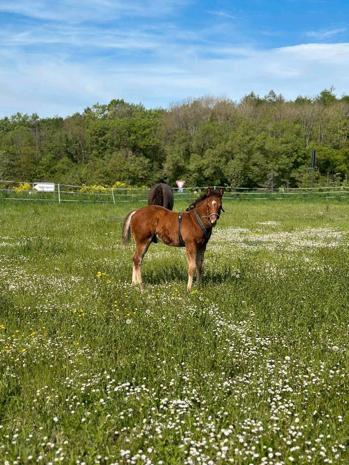 Quarter Horse Fohlen / Reining / Fohlen 2024 in Schweinfurt
