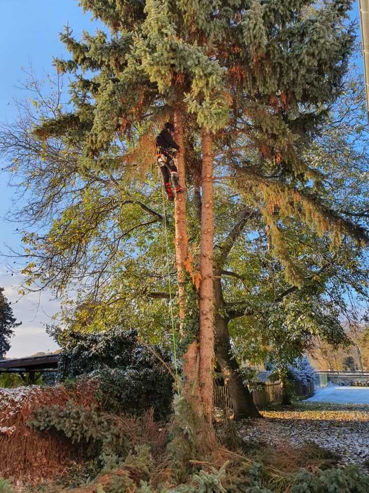 Baumfällung, Baumpflege, Gartenarbeiten, Bagger u. Abrissarbeiten in Naumburg (Saale)