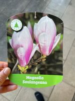 Magnolie Soulangeana / Tulpenmagnolie Bayern - Marloffstein Vorschau