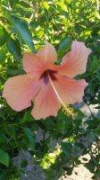 Hibiskus  Kübelpflanze Bayern - Gutenstetten Vorschau