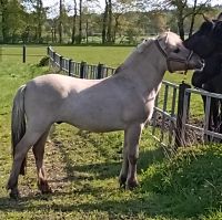 Pflegebeteiligung Niedersachsen - Nienburg (Weser) Vorschau