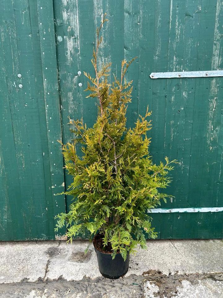 Gelbspitzen Thuja  (Thuja plic. Aurescens )125/150cm, 100/125 cm in Filsum