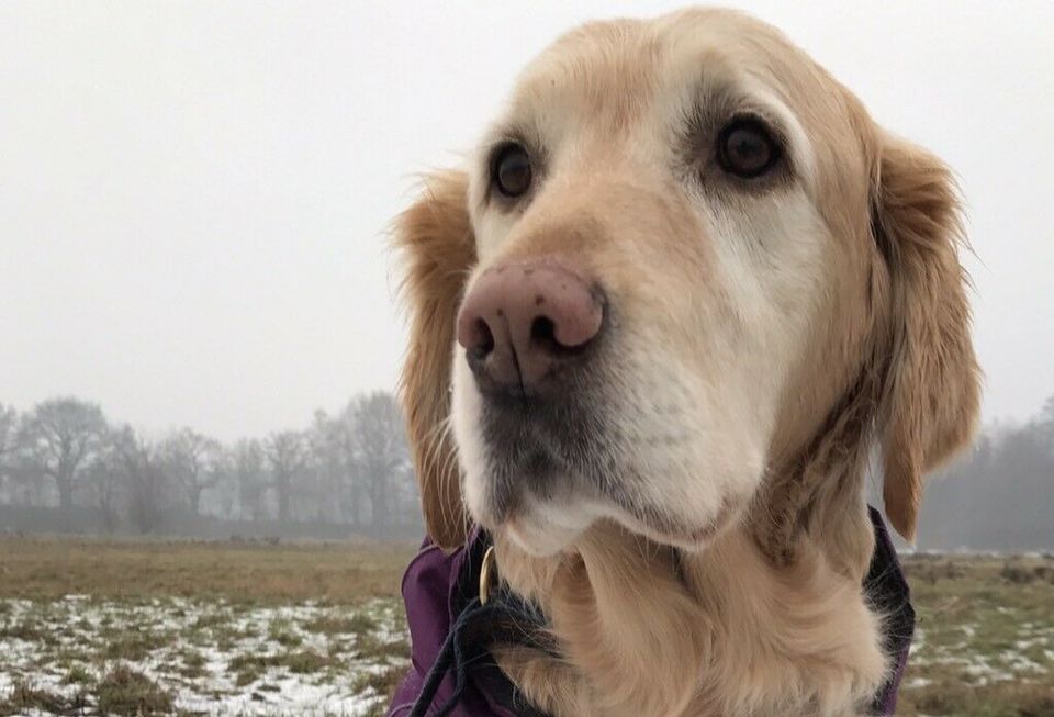 Urlaubssbetreuung für Hunde, Gassi-Service, Hunde-frei-Zeit in Düsseldorf