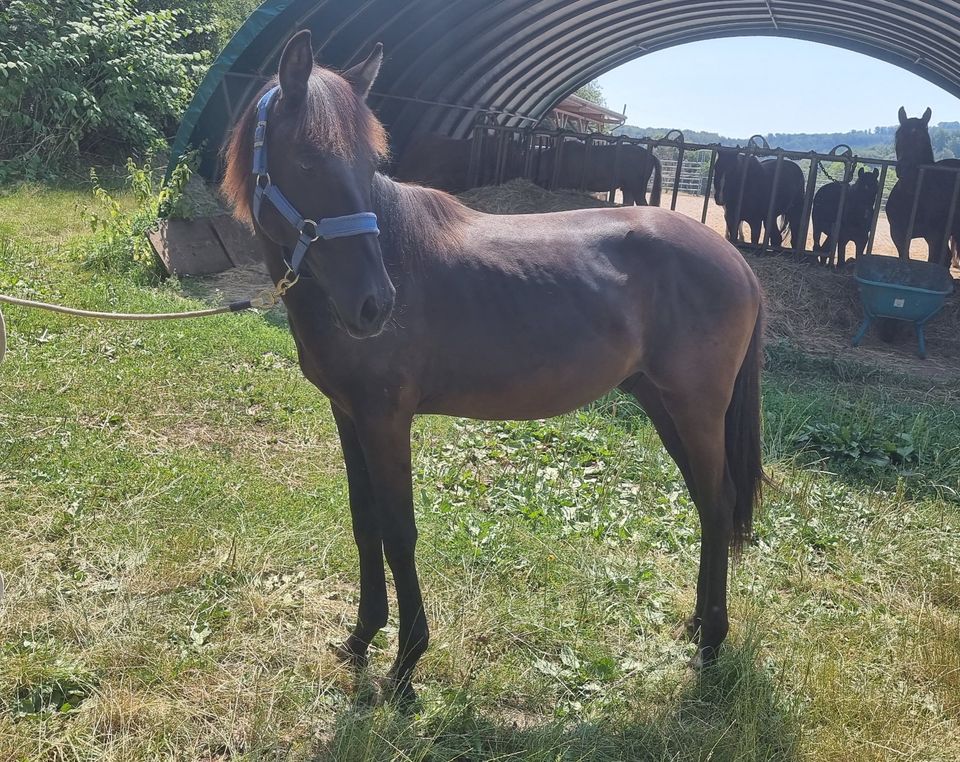 Pferd, Junghengst, Lusitano, APSL, vom Züchter, Papiere in Steinsberg Rhein-Lahn-Kreis