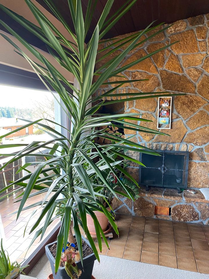 Palma Pflanzen 3m in Scheidegg