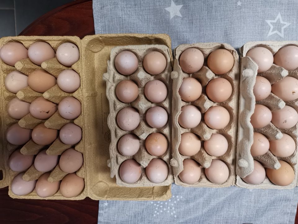 Eier vom Sundheimer Huhn in Zarrendorf