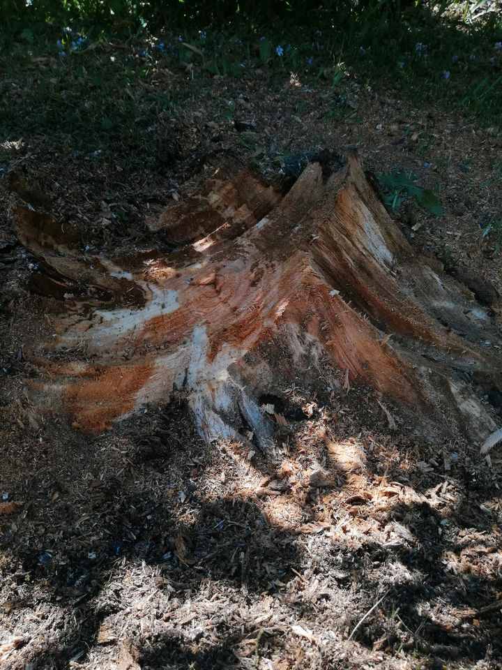 Entfernung Baumstamm, Entfernung, Wurzelstock, Fräsen, Hecke in Moosburg a.d. Isar