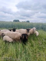Gesunde Weide Schafe Münster (Westfalen) - Amelsbüren Vorschau