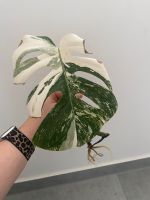 Monstera Variegata Brandenburg - Neuruppin Vorschau