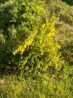 Goldregen Pflanze / Baum / Ca 2-2,5m hoch, ca 1-1,5m breit Baden-Württemberg - Böblingen Vorschau